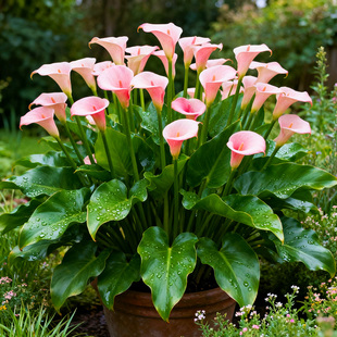 【特大苗】火烈鸟马蹄莲盆栽水生花苗带花剑发货 阳台花园多年生