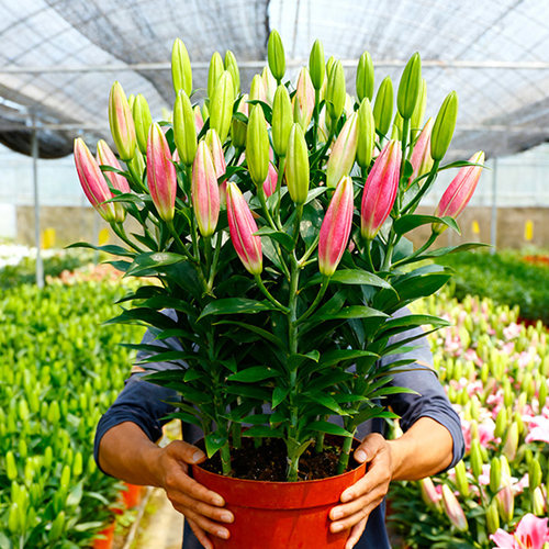 【浓香型】百合花盆栽带花苞室内花卉客厅香水百合鲜花植物阳台