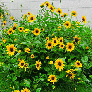 开1000朵！正宗光辉岁月向日葵大苗盆栽带花太阳花多年生开花机器