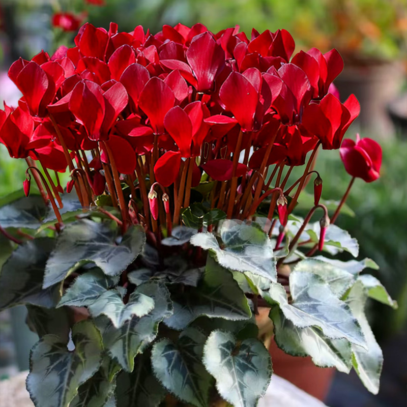 【爆花】仙客来盆栽带花带花苞室内阳台大花花卉植物好养活浓香型