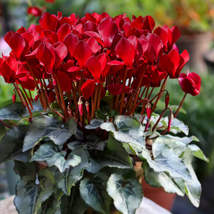 【爆花】仙客来盆栽带花带花苞室内阳台大花花卉植物好养活浓香型