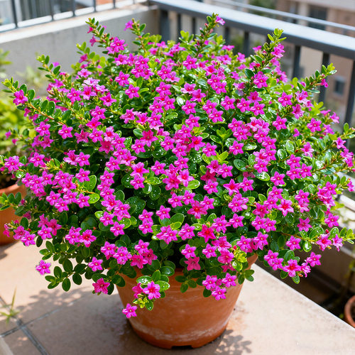 繁星点点！满天星盆栽庭院室内阳台花卉四季开好养耐热耐寒植物