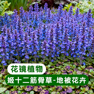 姬十二筋骨草盆栽花卉花园阳台庭院花镜地被植物多年生耐寒耐旱