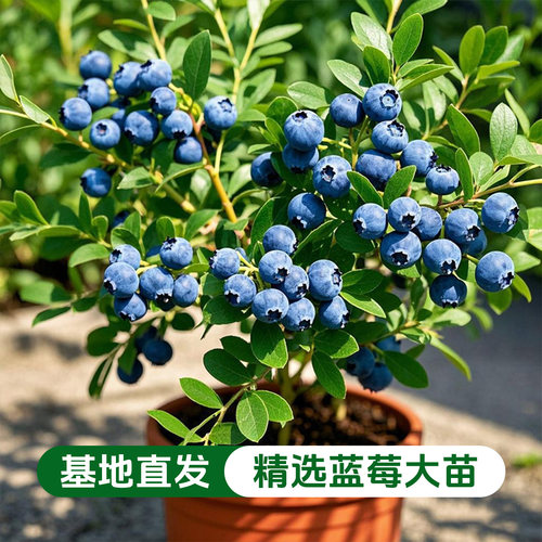 【超大盆】蓝莓树果苗盆栽当年结果耐寒阳台F6兔眼特大果盆地栽