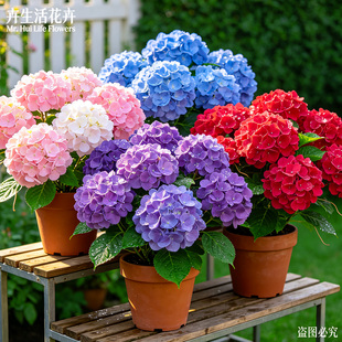 【勤花】重瓣绣球盆栽无尽夏太阳神殿阳台四季开花耐寒好养观赏花