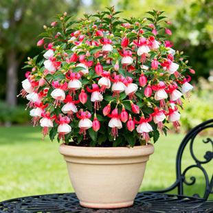 灯笼花倒挂金钟花苗盆栽带花多年生阳台庭院好养观花植物花卉耐寒