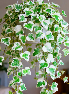 【点缀家居】雪萤常春藤盆栽植物室内常春藤垂吊新房装修净化绿植