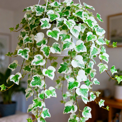 【点缀家居】雪萤常春藤盆栽植物室内常春藤垂吊新房装修净化绿植