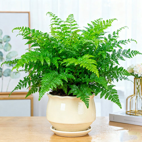 【懒人绿植】吉姆蕨盆栽蕨类植物室内茶几客厅绿植耐旱波士顿蕨
