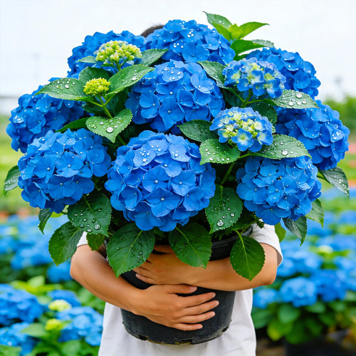 【精品】大海蓝绣球花苗盆栽室内阳台庭院耐寒易活变色观赏花卉