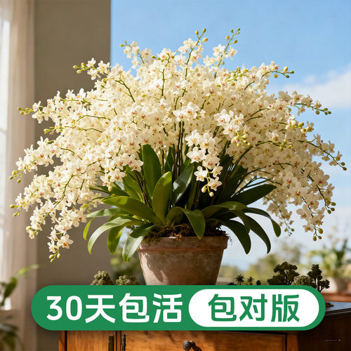 文心兰梦香兰室内阳台窗台