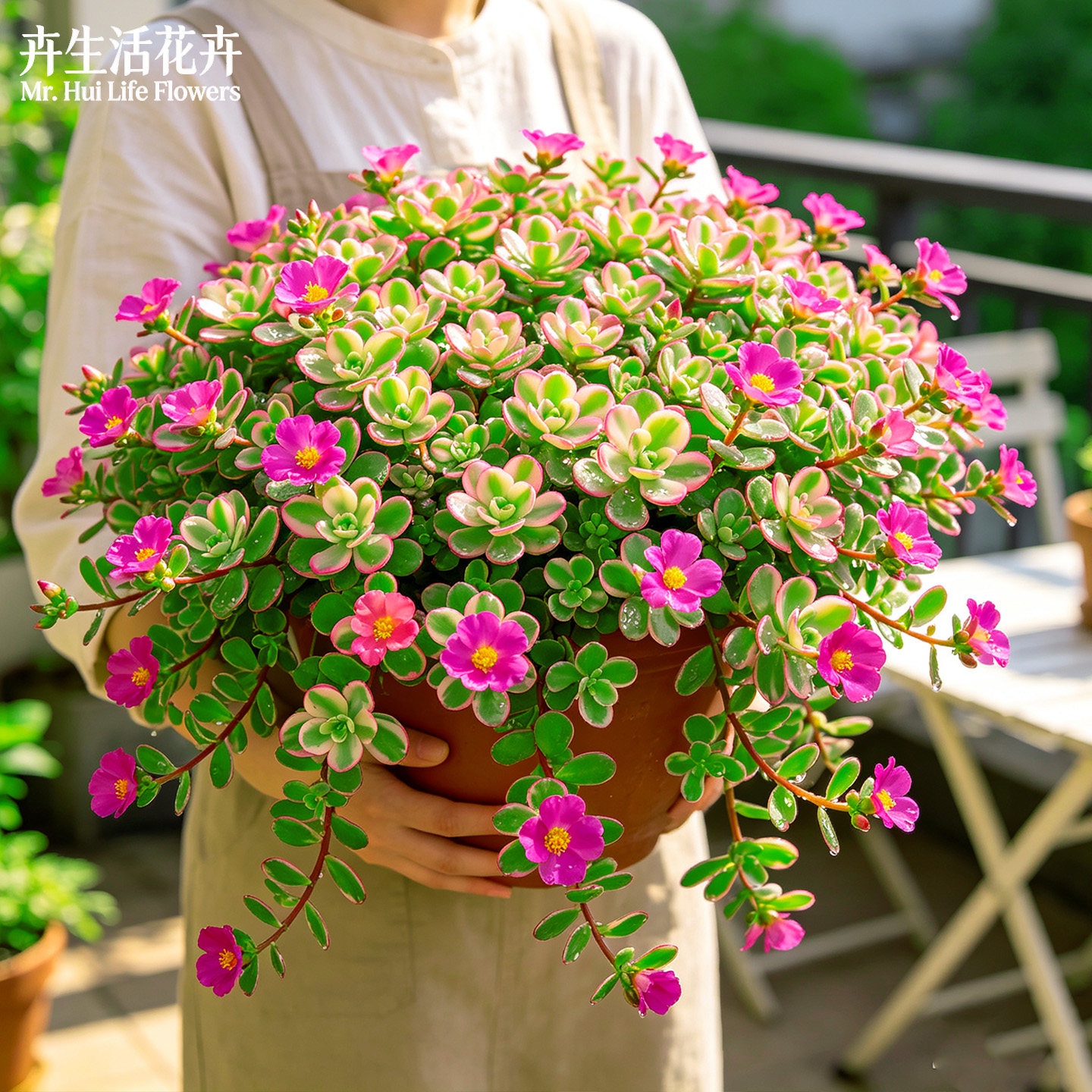 太阳花锦盆栽锦叶马齿苋彩叶斑叶草本阳台耐晒爆花观赏绿植花苗