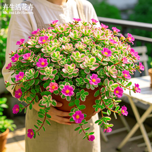 太阳花锦盆栽锦叶马齿苋彩叶斑叶草本阳台耐晒爆花观赏绿植花苗