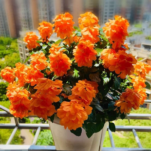 【好养的懒人花】鸟尾花盆栽耐热花卉花期长花量大多年生花卉植物