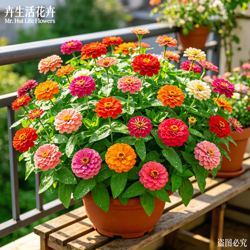 重瓣百日草盆栽多色重瓣四季常开耐晒耐旱阳台庭院造景观赏花卉