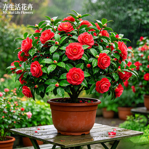 【庭院颜值王】四季山茶盆栽茶花耐冬露台造景耐寒耐热居家观赏花
