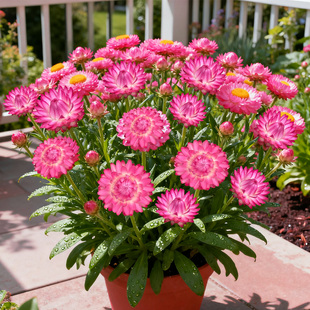 麦秆菊盆栽带花苞蜡菊成品耐寒盆栽长花期阳台庭院花园宿根植物