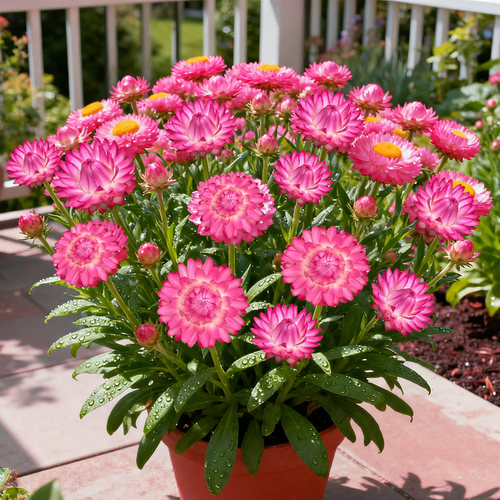 麦秆菊盆栽带花苞蜡菊成品耐寒盆栽长花期阳台庭院花园宿根植物