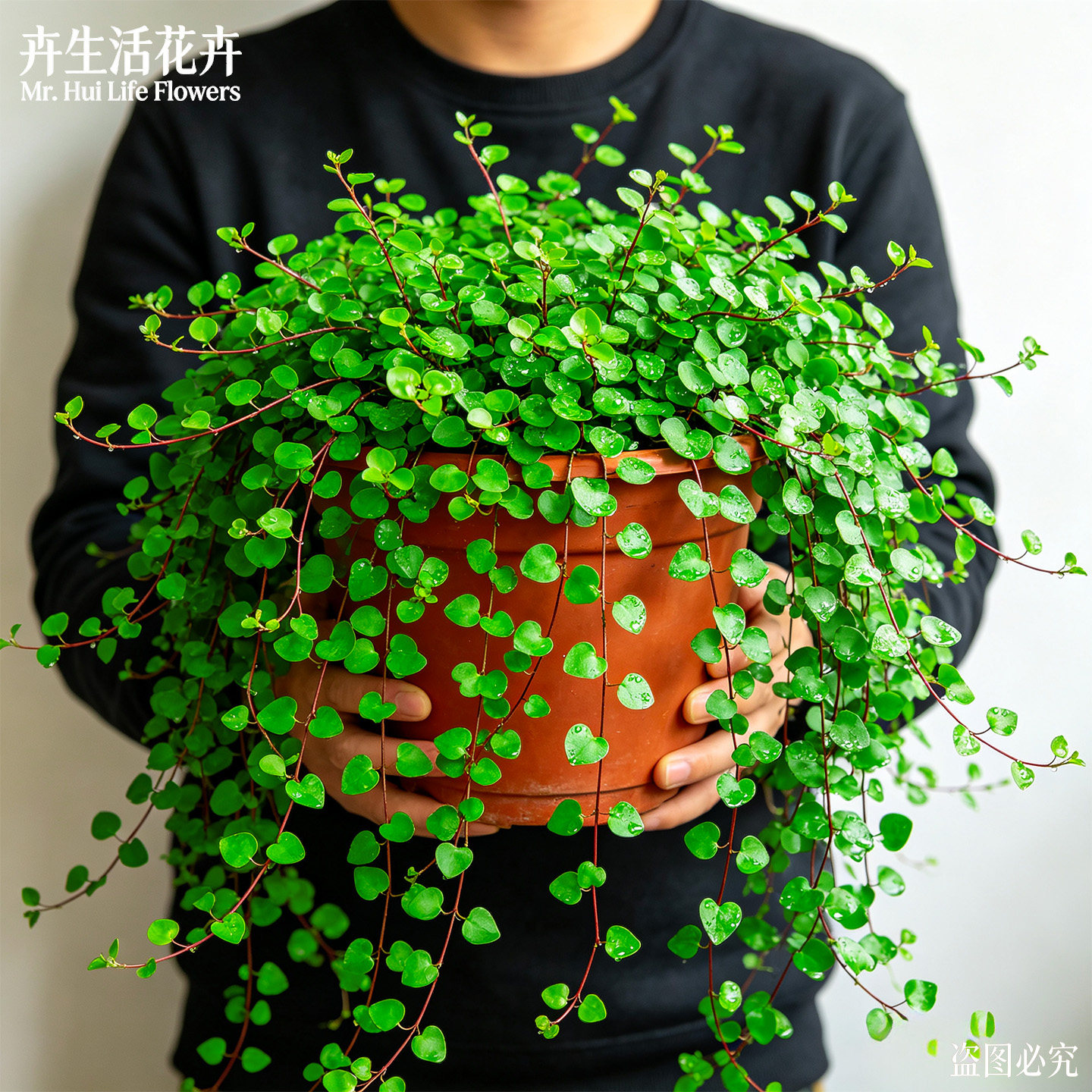 千叶吊兰盆栽蛋糕摆盘装饰花草网红 ins 风阳台窗台垂吊观叶绿植