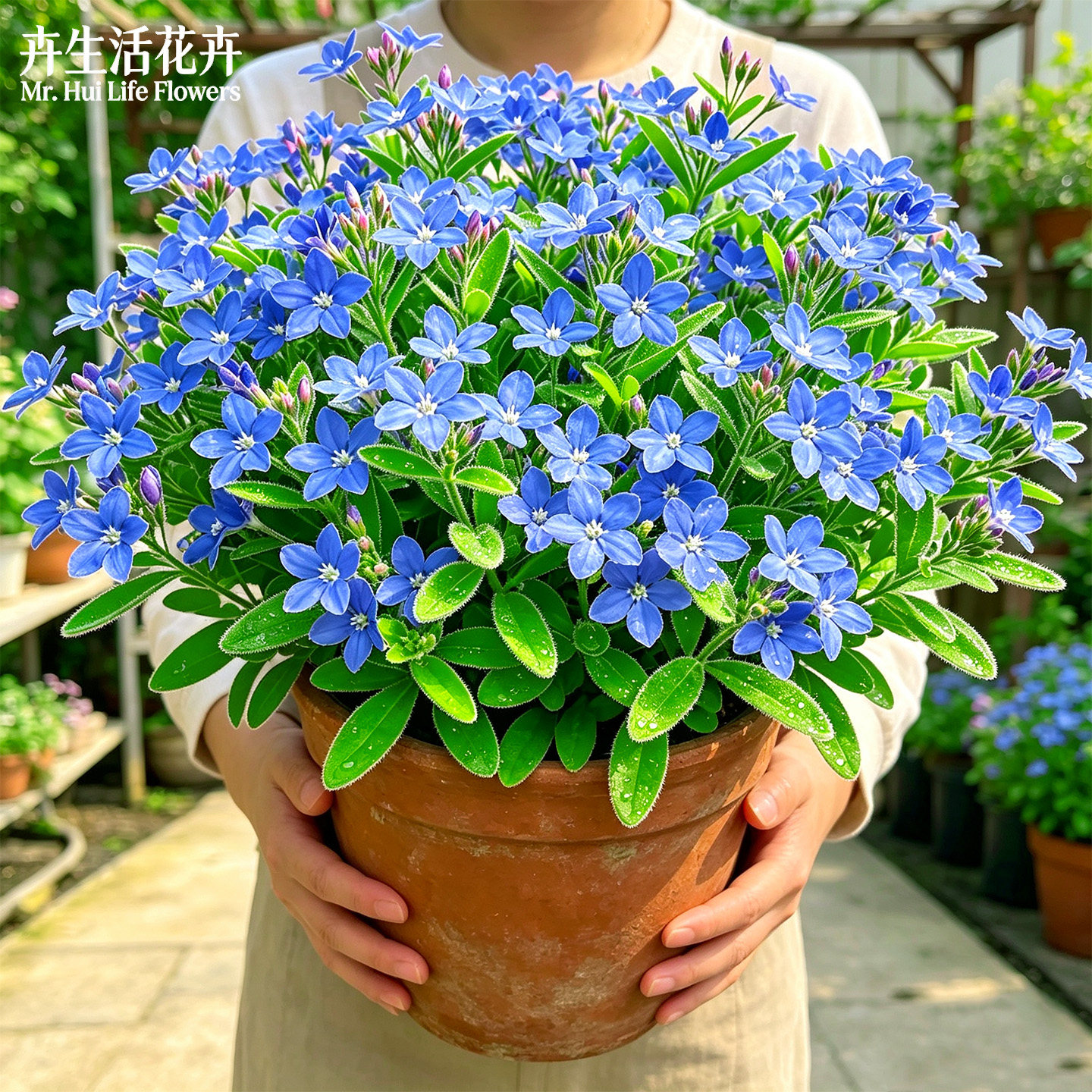 【蓝花爆盆】蓝星花粉蓝星矮生蓝星花四季勤花阳台垂吊观赏盆栽