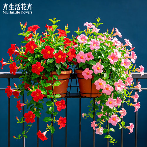 双喜藤飘香藤盆栽庭院阳台爬藤植物耐热好养开花不断绿植花卉大苗