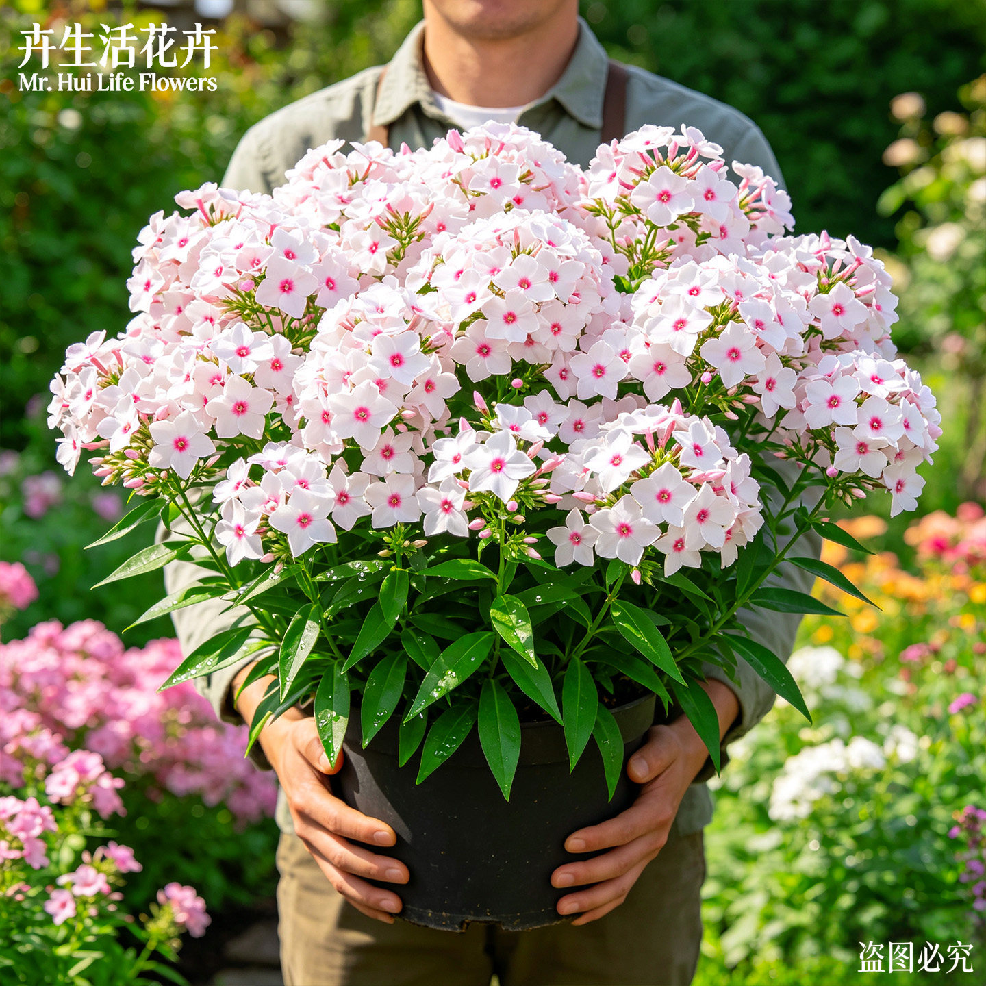 福禄考荷兰小姐室内外造景丛生饱满花期悠长居家观赏景观花植株