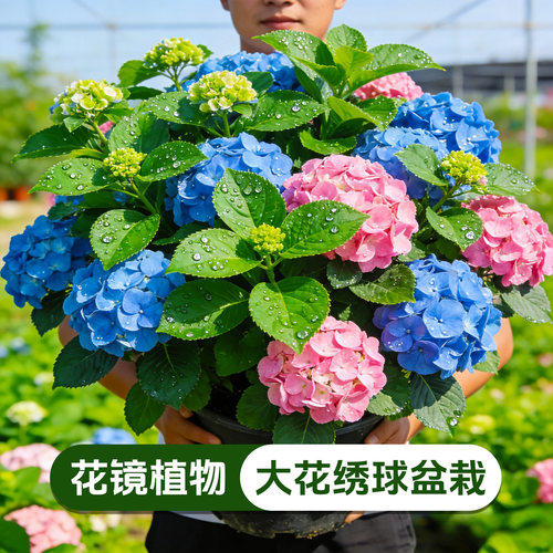 【爆花】大花绣球盆栽无尽夏庭院阳台花卉耐寒好养变色绣球花苗