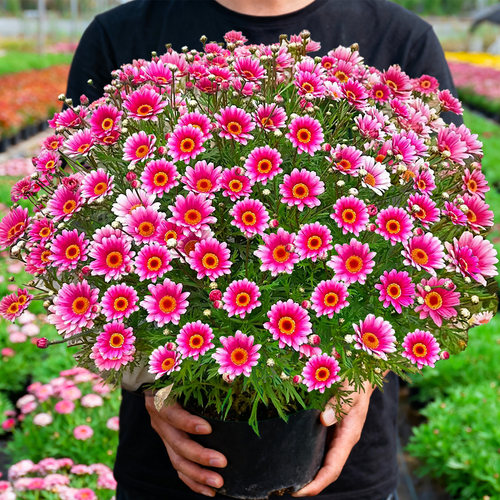 玛格丽特盆栽花苗带花带花苞