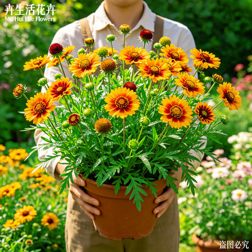 大花金鸡菊盆栽小波斯菊孔雀菊庭院造景耐旱多年生宿根花卉绿植苗