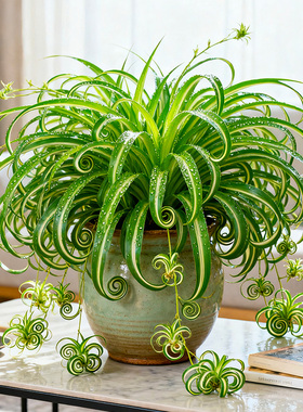 金边卷叶吊兰盆栽植物法国女郎卷叶吊兰室内新房净化空气盆景绿植