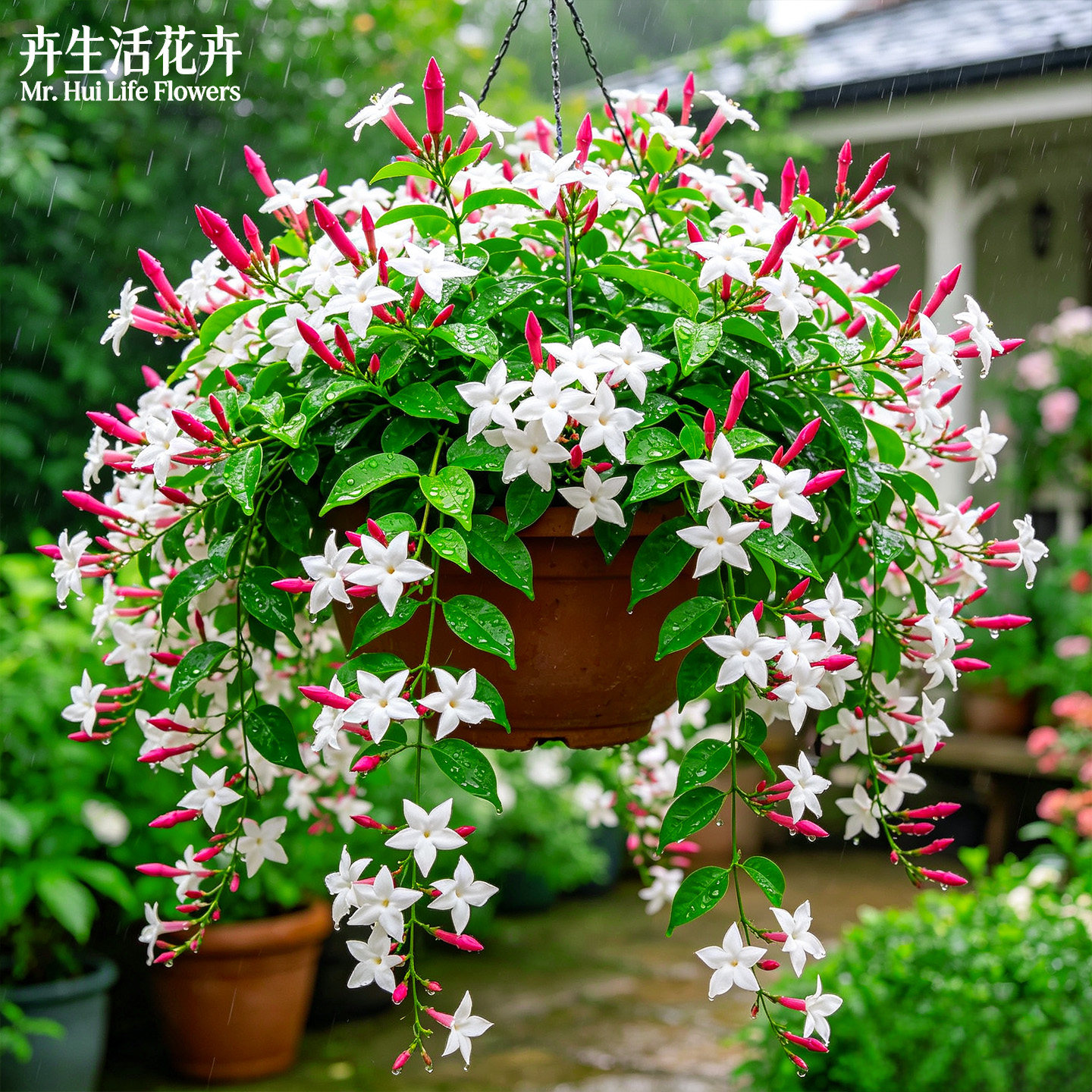 粉苞茉莉香水茉莉越南粉苞院落篱笆攀援浓香四季常开精品花卉大苗