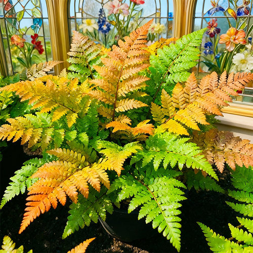 【室内优选】彩虹蕨盆栽蕨类植物室内波士顿蕨耐阴花镜植物四季青