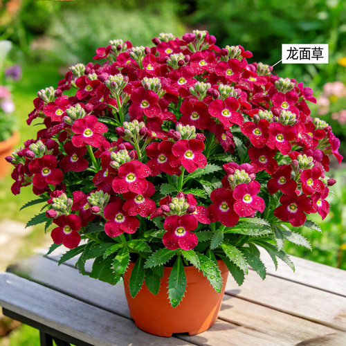 【耐寒】龙面花盆栽花苗阳台庭院多年生花卉四季开好养活绿植大苗