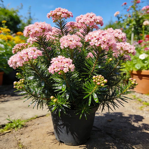 爆花！澳洲米花盆栽花苗四季常绿开花植物阳台庭院多年生易活绿植