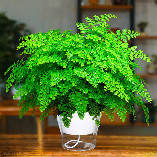 德国人铁线蕨室内桌面植物净化