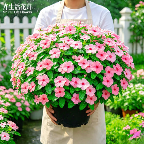 长春花盆栽天天开花卉