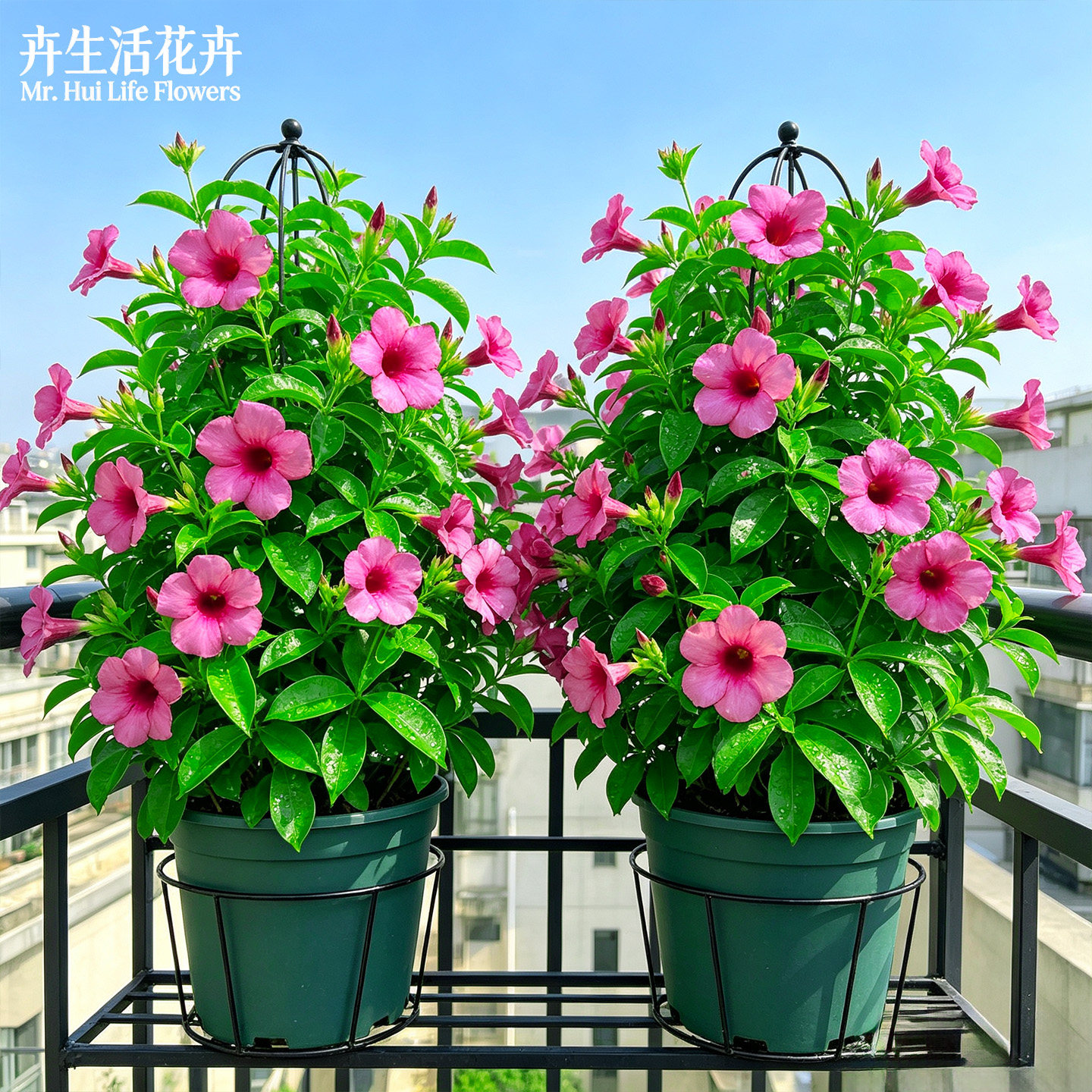 【花开不断】紫蝉花盆栽大紫蝉紫喇叭耐热勤花阳台庭院攀援观赏花图片