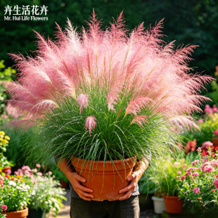 【仙气满满】粉黛乱子草盆栽狼尾草丛生飘逸户外造景多年生花卉