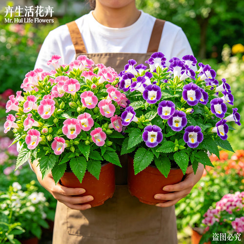 【爆花】夏堇盆栽蓝翅蝴蝶花蓝猪耳夏季开花不断好养易爆盆花卉