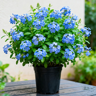 【精品大苗】蓝雪花盆栽大苗带花苞老桩爬藤花苗阳台棒棒糖四季