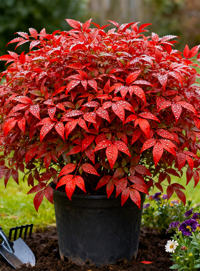 火焰南天竹盆栽花园客厅庭院红叶红宝石湾流青柠檬老桩耐寒植物