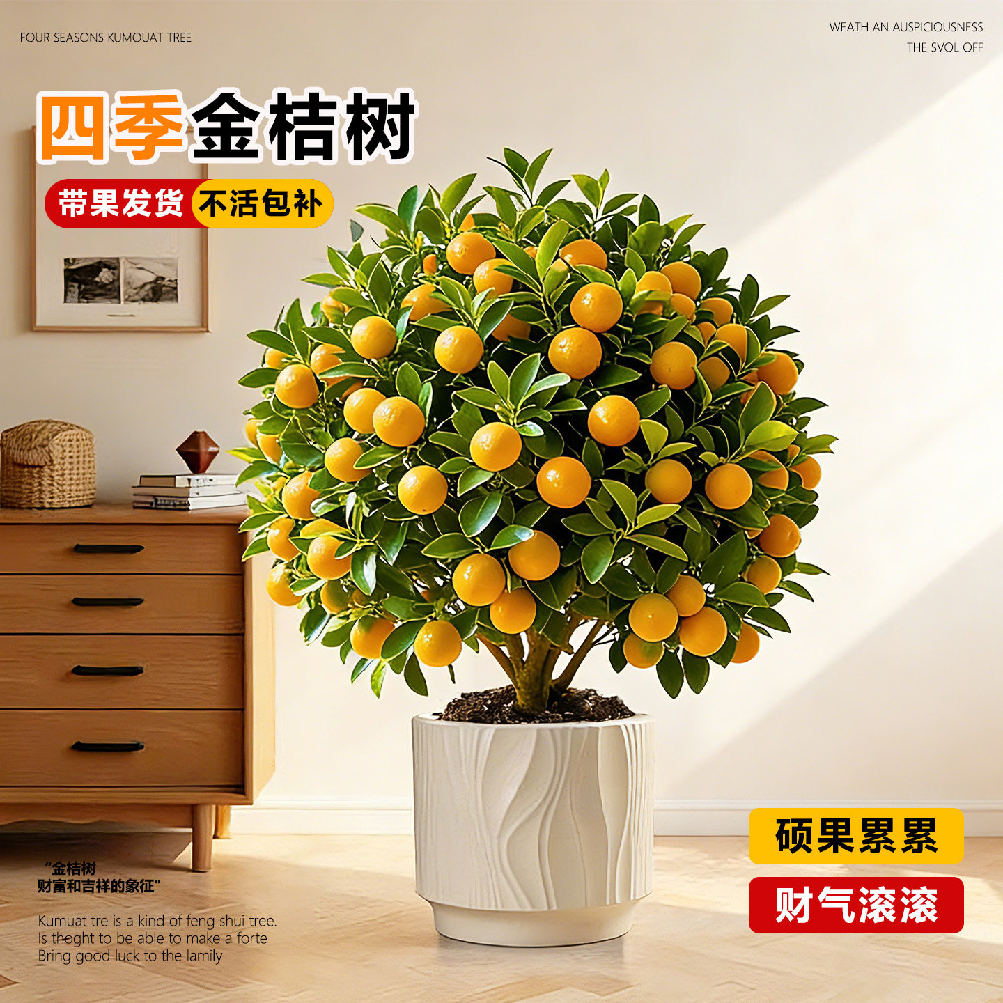 四季金桔盆栽带果可食用招财树苗室内客厅新年绿植四季好养植物,鲜花速递/花卉仿真/绿植园艺,时令草本花卉,淘宝优惠券,粉丝福利购,淘宝优惠卷