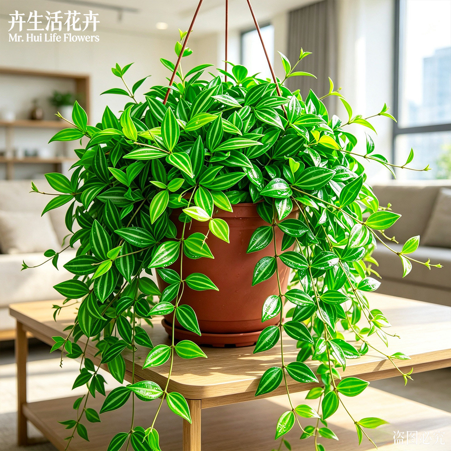 钻石翡翠吊兰盆栽四季常青藤蔓花叶白脉椒草阳台垂吊耐阴绿植大苗