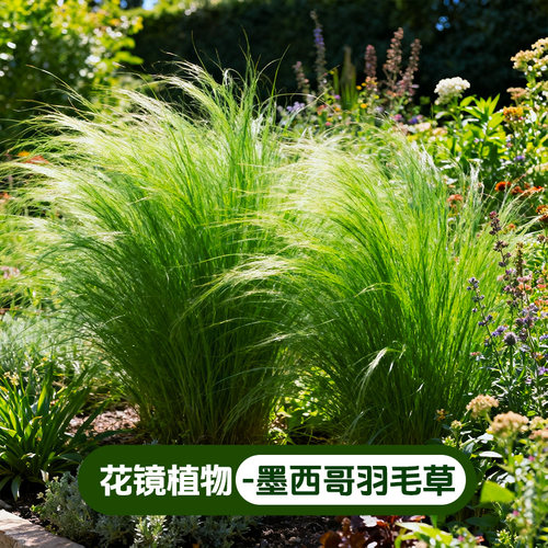 墨西哥羽毛草盆栽细叶针茅苗玉簪鼠尾草多年生花镜花草造景植物