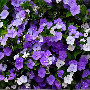 【带花苞】双色茉莉花苗盆栽多年生四季鸳鸯茉莉阳台庭院耐热花卉