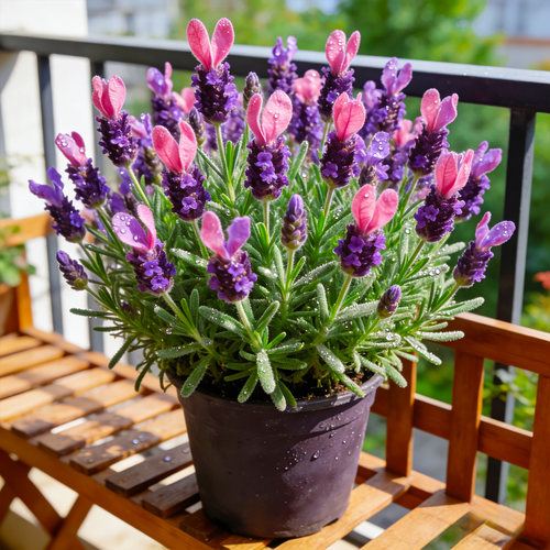 普罗旺斯薰衣草盆栽带花苞四季好养阳台庭院驱蚊香草绿植花卉大苗