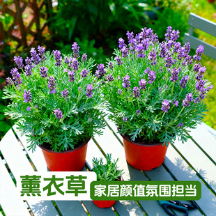 【进口】羽叶薰衣草盆栽普罗旺斯薰衣草阳台清新空气植物好养花卉