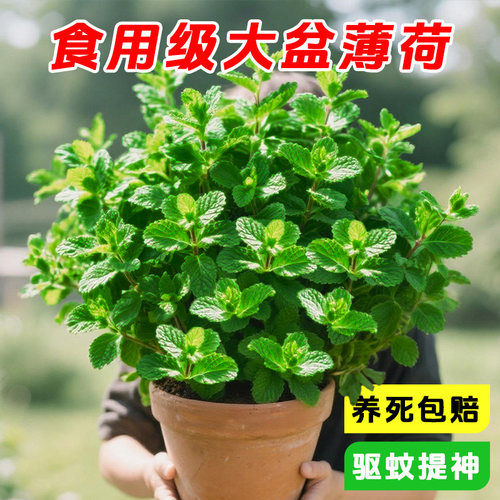 清凉夏季！薄荷盆栽可食用新鲜薄荷叶植物室内驱蚊好养香料香草苗