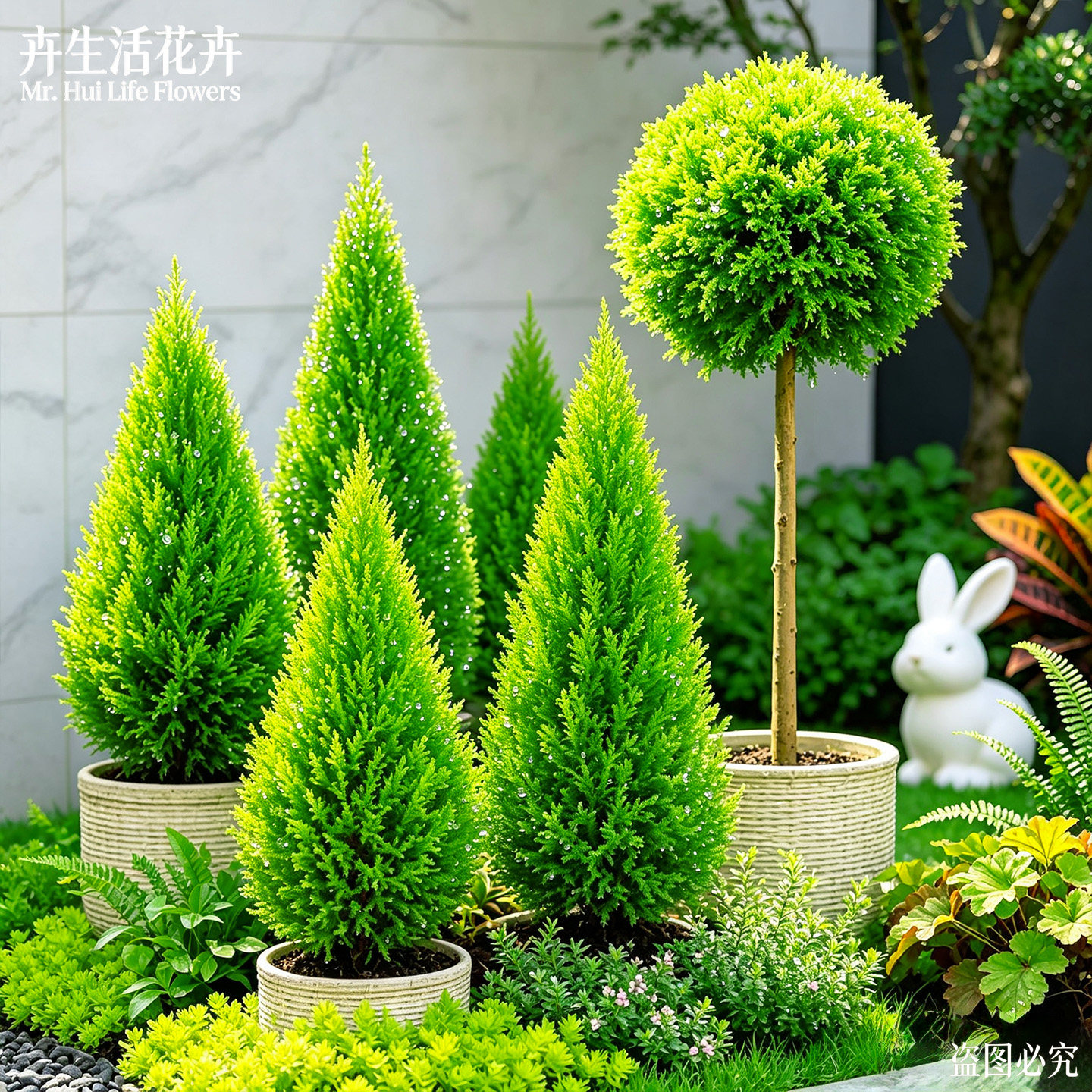 【庭院造景优选】香松金冠柏香冠柏户外地栽耐寒多年生观赏绿植株图片