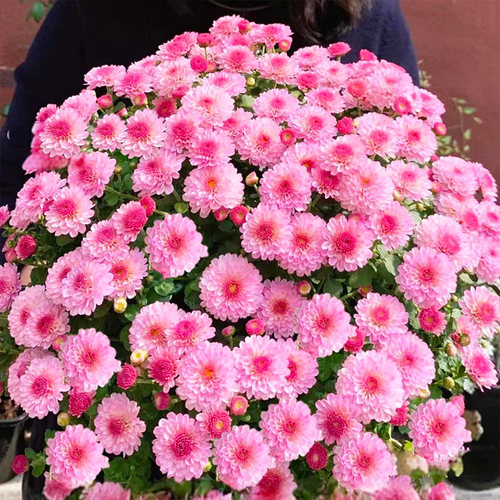 【糖果系】千头球菊花盆栽带花苞多年生花卉耐寒热庭院阳台好养活